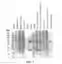 Fig. 04 - Compounds and methods for purification of serine proteases