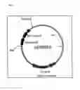 Fig. 02 - Nitrile hydratase