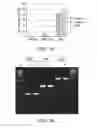 Fig. 07 - Spatially inhomogenously functionalized porous media and method for use in selective removal of contaminants
