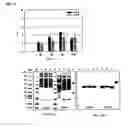 Fig. 07 - Method of producing secretable antibodies by expression in saccharomyces cerevisiae