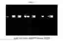 Fig. 07 - Method for screening for high L-tryptophan producing microorganisms using riboswitch