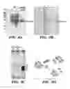 Fig. 17 - Methods and compositions for the production of siRNAs