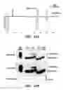 Fig. 25 - Methods and compositions for the production of siRNAs