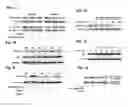 Fig. 04 - COMPOSITIONS AND METHODS TARGETING SIGNALING BY THE G PROTEIN BETA-GAMMA SUBUNIT FOR THE TREATMENT OF ASTHMA