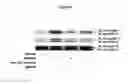 Fig. 06 - COMPOSITIONS AND METHODS TARGETING SIGNALING BY THE G PROTEIN BETA-GAMMA SUBUNIT FOR THE TREATMENT OF ASTHMA