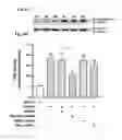 Fig. 07 - COMPOSITIONS AND METHODS TARGETING SIGNALING BY THE G PROTEIN BETA-GAMMA SUBUNIT FOR THE TREATMENT OF ASTHMA