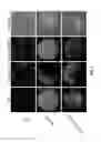 Fig. 04 - Negative Regulator of the Abiotic Stress Response