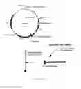 Fig. 02 - Expression vector