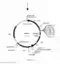 Fig. 03 - Expression vector
