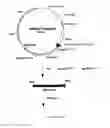 Fig. 05 - Expression vector