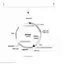 Fig. 06 - Expression vector