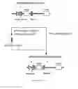Fig. 08 - Expression vector