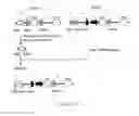 Fig. 10 - Expression vector