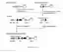 Fig. 22 - Expression vector