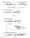 Fig. 24 - Expression vector
