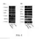 Fig. 04 - Method for production of reprogrammed cell using chromosomally unintegrated virus vector