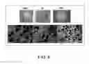 Fig. 07 - Method for production of reprogrammed cell using chromosomally unintegrated virus vector