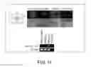 Fig. 12 - Method for production of reprogrammed cell using chromosomally unintegrated virus vector