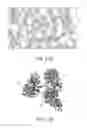Fig. 22 - ENZYMES AND METHODS FOR STYRENE SYNTHESIS