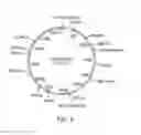 Fig. 12 - Pentose fermentation by a recombinant microorganism
