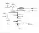 Fig. 02 - Fermentation process for the production and control of pyruvate-derived products