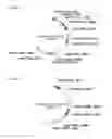 Fig. 10 - Biosynthetic pathways and methods