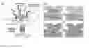 Fig. 01 - Rapid antibiotic susceptibility testing system based on bacterial immobilization using gelling agent, antibiotic diffusion and tracking of single bacterial cells