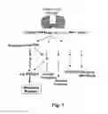 Fig. 02 - FURTHER USE OF PROTEIN KINASE N BETA