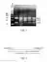 Fig. 02 - METHOD OF USING FOXO3A POLYMORPHISMS AND HAPLOTYPES TO PREDICT AND PROMOTE HEALTHY AGING AND LONGEVITY