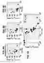 Fig. 09 - Superelastic Alloy Structural Geometry for Ultrahigh Mechanical Damping
