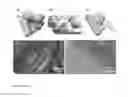Fig. 09 - Methods of preparing high density aligned silicon nanowire