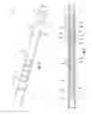 Fig. 04 - Method of using a downhole force generating tool