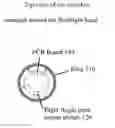 Fig. 01 - Flashlight Switch