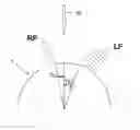 Fig. 01 - Method for the location determination of the involutes in gears