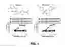 Fig. 02 - Positive allosteric modulators and silent allosteric modulators of the Mu opioid receptor