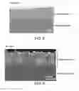 Fig. 08 - Layered-double-hydroxide-oriented film and method for producing same
