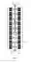 Fig. 06 - Five-level rectifier