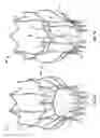 Fig. 02 - Collapsible/expandable prosthetic heart valves with native calcified leaflet retention features