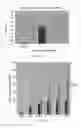 Fig. 32 - HIGHLY PERMEATING TERBINAFINE FORMULATION