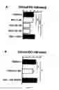 Fig. 02 - METHODS AND PHARMACEUTICAL COMPOSITIONS FOR THE TREATMENT OF OCULAR INFLAMMATORY DISEASES