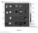 Fig. 20 - Hyaluronidase and a low density second PEG layer on the surface of therapeutic-encapsulated nanoparticles to enhance nanoparticle diffusion and circulation