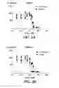 Fig. 03 - Cinacalcet and neuroblastic tumours