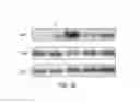 Fig. 37 - Therapeutic compounds and methods