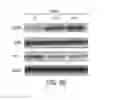 Fig. 49 - Therapeutic compounds and methods