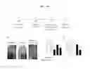 Fig. 09 - Method for preventing or treating allergic disease using capsiate or salt thereof