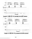 Fig. 09 - Parenteral formulations for administering macrolide antibiotics