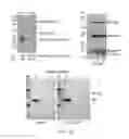 Fig. 13 - Treatment of muscular dystrophy