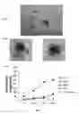 Fig. 02 - NOD2-DEPENDENT PATHWAY OF CYTOPROTECTION OF STEM CELLS