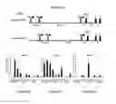 Fig. 02 - Methods for treating metabolic disorders using FGF