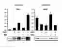 Fig. 08 - Methods for treating metabolic disorders using FGF